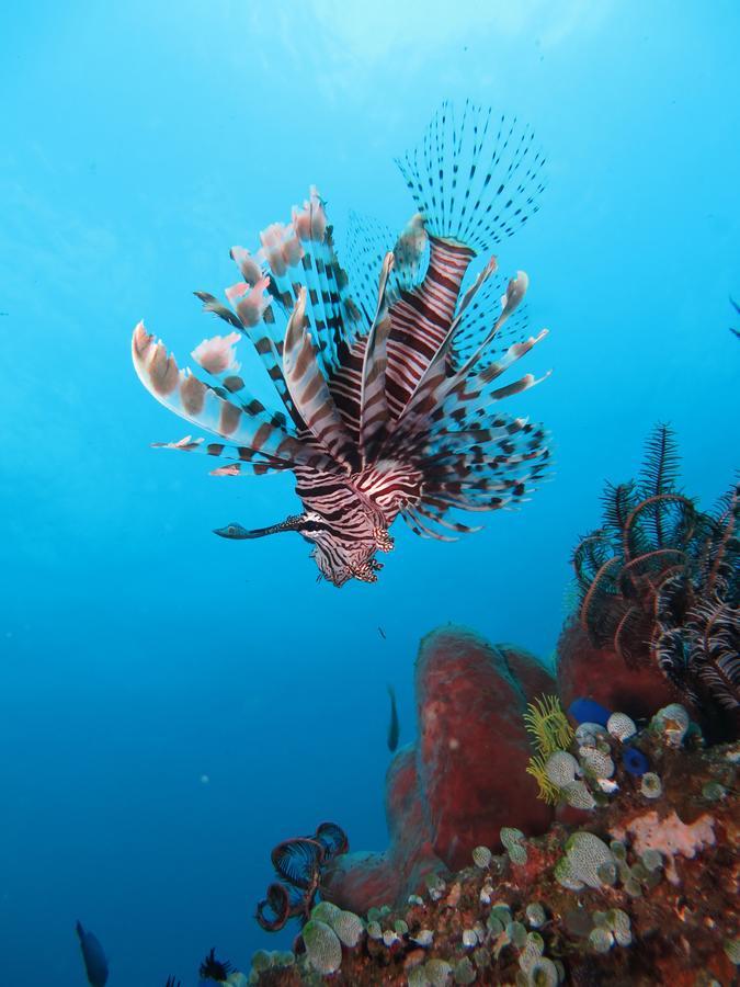 Jukung Dive Resort Bali Amed Exteriör bild
