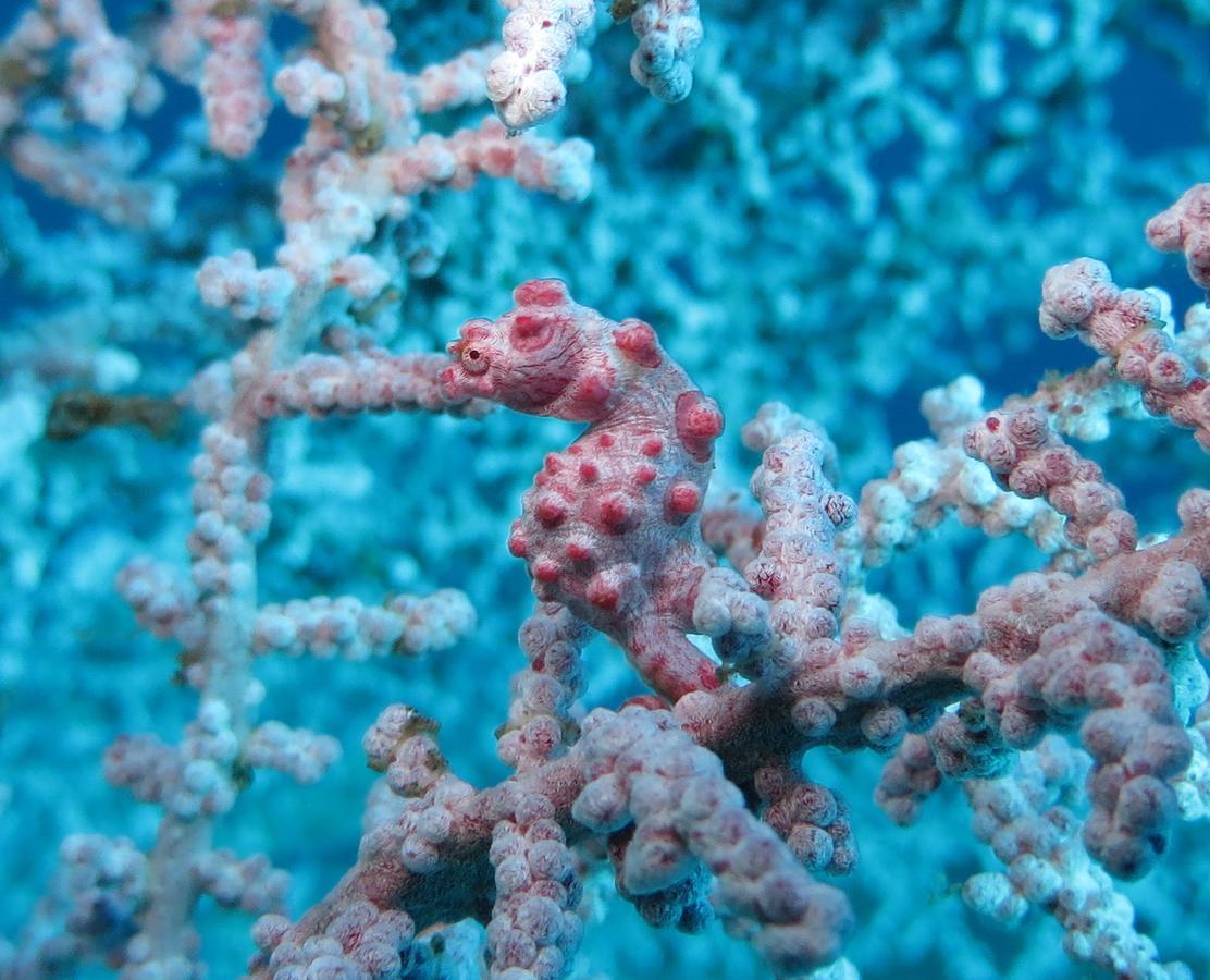 Jukung Dive Resort Bali Amed Exteriör bild