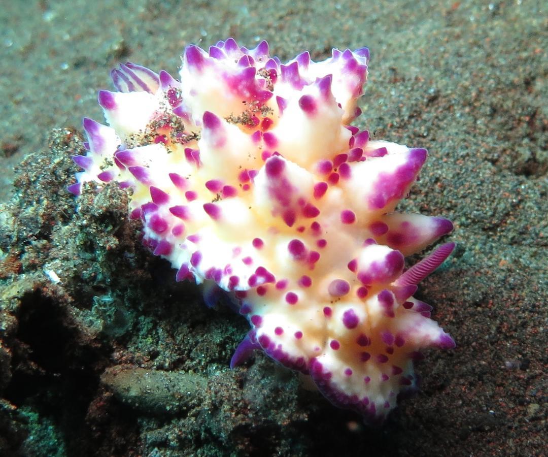 Jukung Dive Resort Bali Amed Exteriör bild