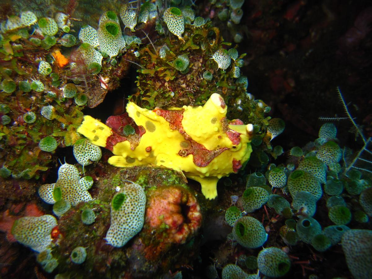 Jukung Dive Resort Bali Amed Exteriör bild