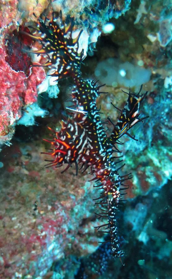 Jukung Dive Resort Bali Amed Exteriör bild